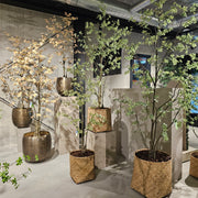 Tropaeolum Tree Peach Green 210 cm