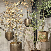 Tropaeolum Tree Peach Green 210 cm