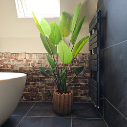 Strelitzia Nicolai 150 cm