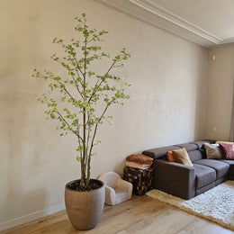 Tropaeolum Tree Green 245 cm