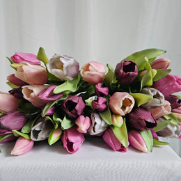 Tulpen Burgundy / mauve