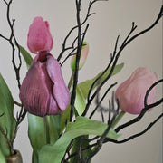 Tulpen Burgundy / mauve