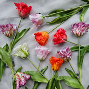 franse tulp rood