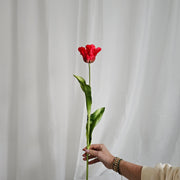 franse tulp rood