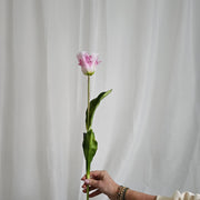 franse tulp roze