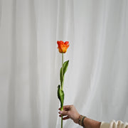 franse tulp rood oranje