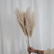 Pampas pluimen