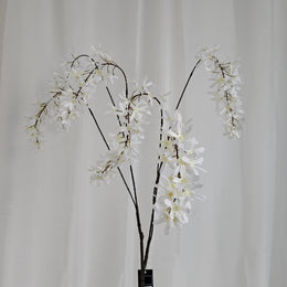Wisteria wit