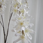 Wisteria wit