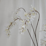 Wisteria wit