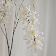 Wisteria wit