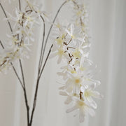 Wisteria wit