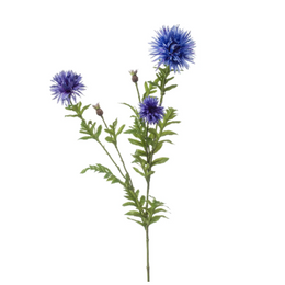 Centaurea blauw / Paars
