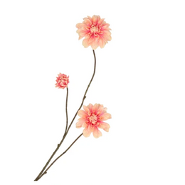 Dahlia Roze / Champagne (M)