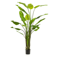Strelitzia Nicolai 235 cm