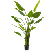Strelitzia Nicolai 180 cm