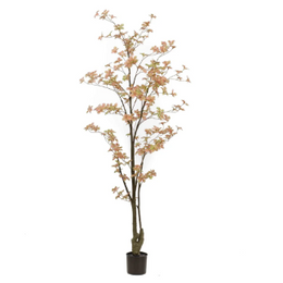 Tropaeolum Tree Peach Green 185 cm