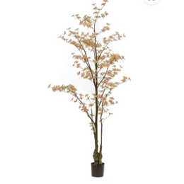 Tropaeolum Tree Peach Green 210 cm