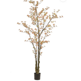 Tropaeolum Tree Peach Green 245 cm