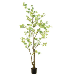 Tropaeolum Tree Green 185 cm