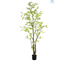 Tropaeolum Tree Green 270