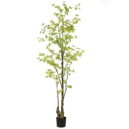 Tropaeolum Tree Green 210 cm