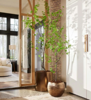 Tropaeolum Speciosum tree 210 cm