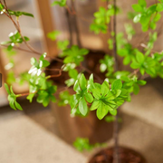Tropaeolum Speciosum tree 210 cm