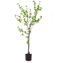 Tropaeolum Speciosum tree 150 cm