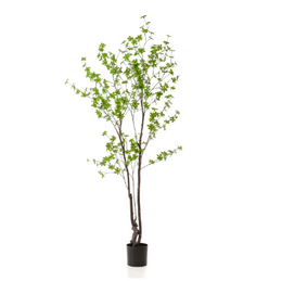 Tropaeolum Speciosum tree 210 cm