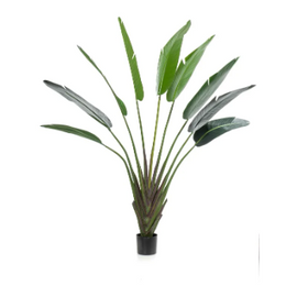 Strelitzia tree 180