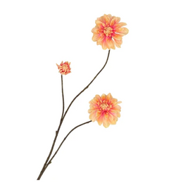 Dahlia Peach (M)