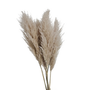 Pampas pluimen