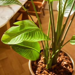 Strelitzia Nicolai 180 cm